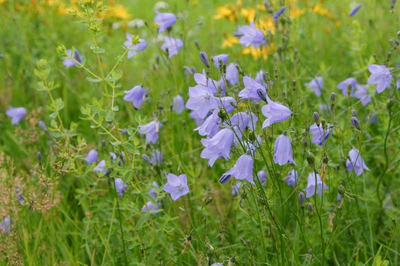 Campanula rotundifolia 'Harebell' 1 gal