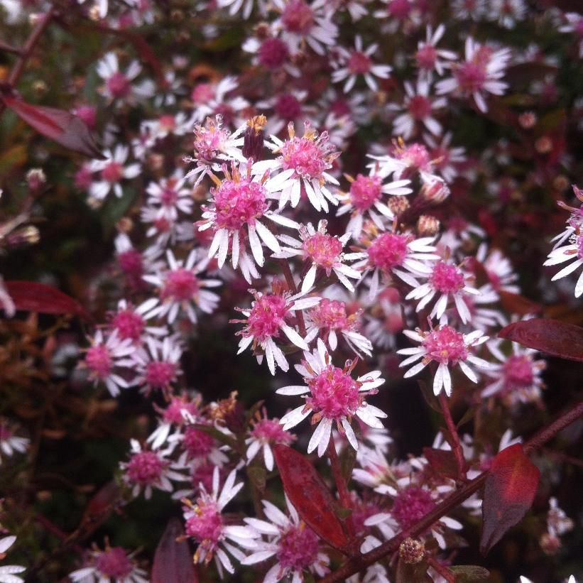 Perennial Aster 'Lady in Black' 1 gal