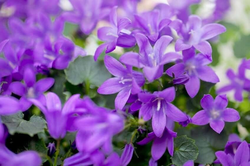 Campanula 'Birch Hybrid' Bellflower 1 gal