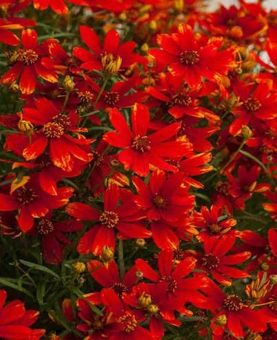 Coreopsis 'Ladybird' 1 gal