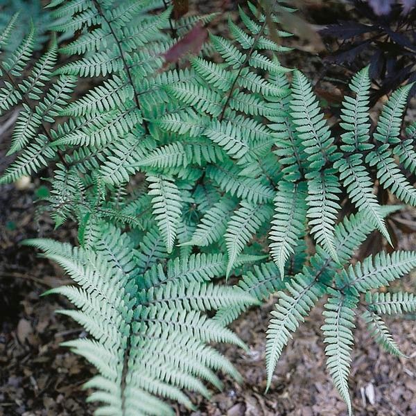 Fern 'Ghost' 1 gal