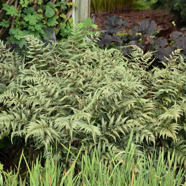 Fern 'Japanese Painted Godzilla' 1 gal