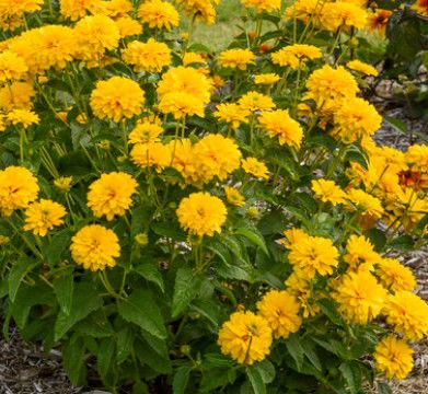 Heliopsis 'Rays for Days' False Sunflower 1 gal PW