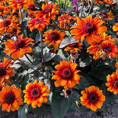 Heliopsis 'Luna Roja' False Sunflower 1 gal
