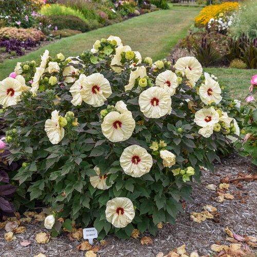 Hibiscus 'Coconut Cream' 2 gal PW