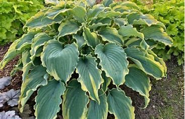 Hosta 'Voices in the Wind' 1 gal PW
