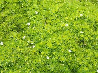 Scotch Moss 'Sagina Aurea' 1 gal