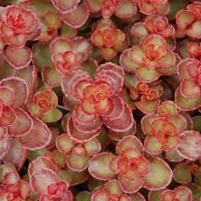 Stonecrop - Sedum 'Red Carpet' 1 gal