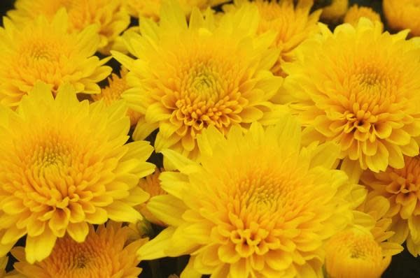 Fall Mum Yellow 6"