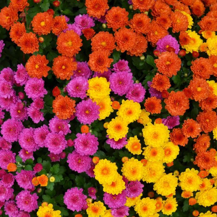 Fall Mum Tri-Colour 14"