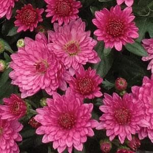 Fall Mum Pink 14"