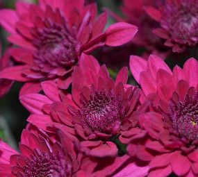 Fall Mum Purple 6"