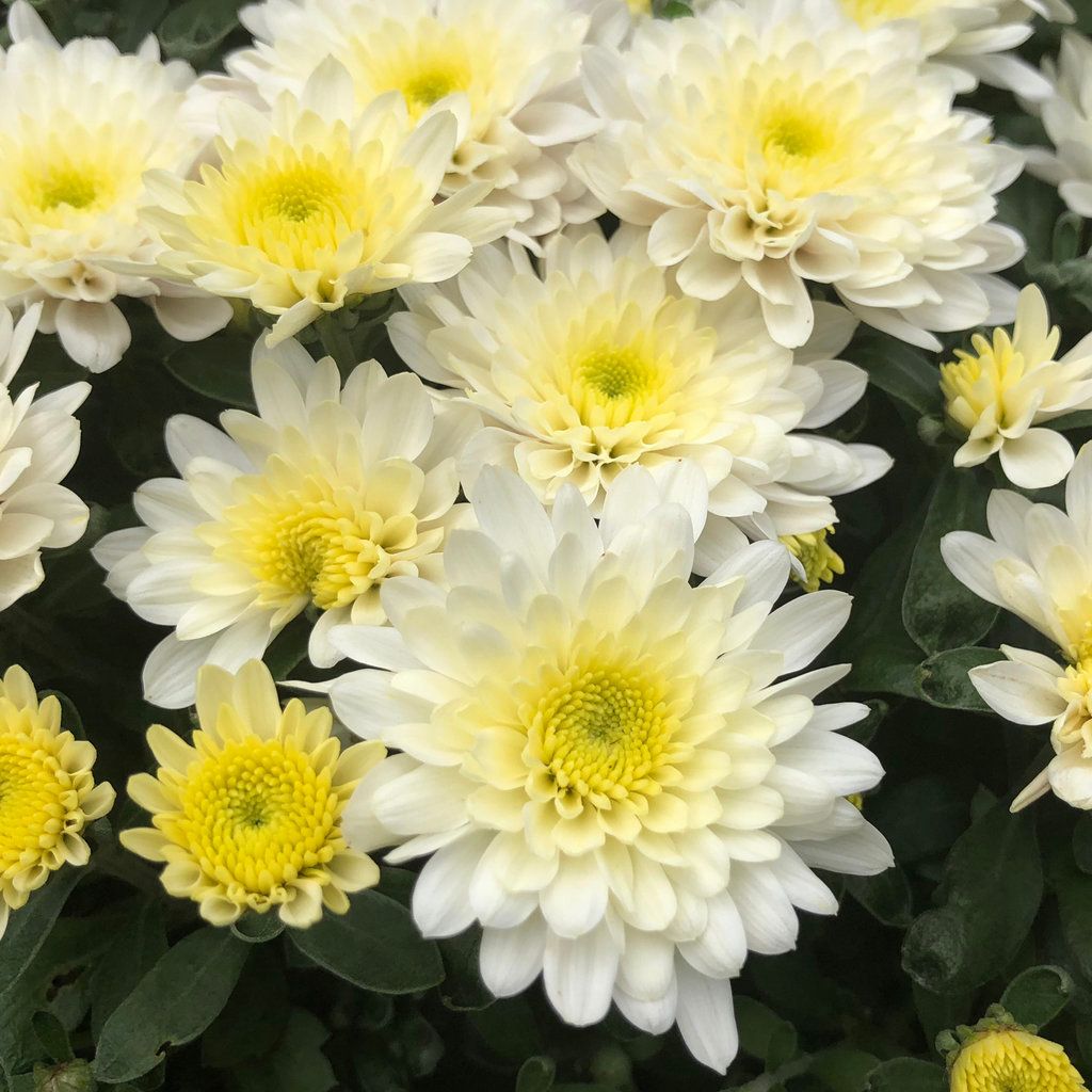 Fall Mum White 10"