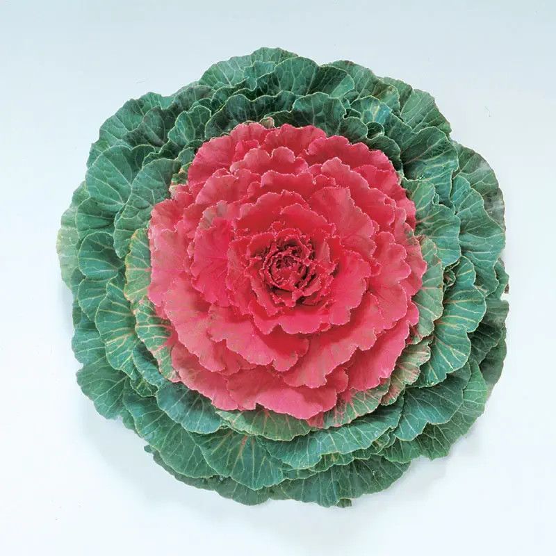 Flowering Cabbage Pigeon Red 4"
