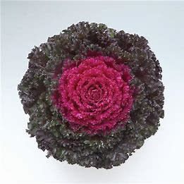 Flowering Kale Crystal Deep Red 4"