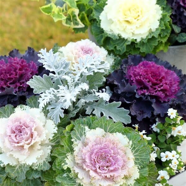 Flowering Cabbage Osaka Mix 4"