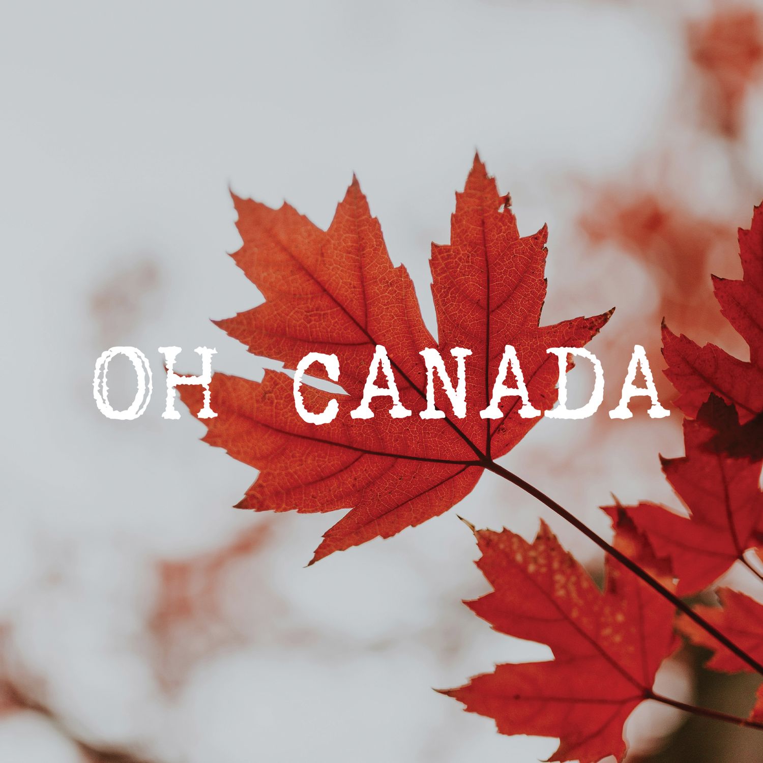 Friendship Card: Oh Canada Maple - blank