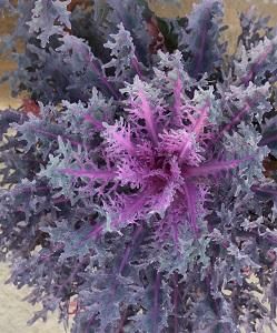 Flowering Kale Peacock Red 1 gal