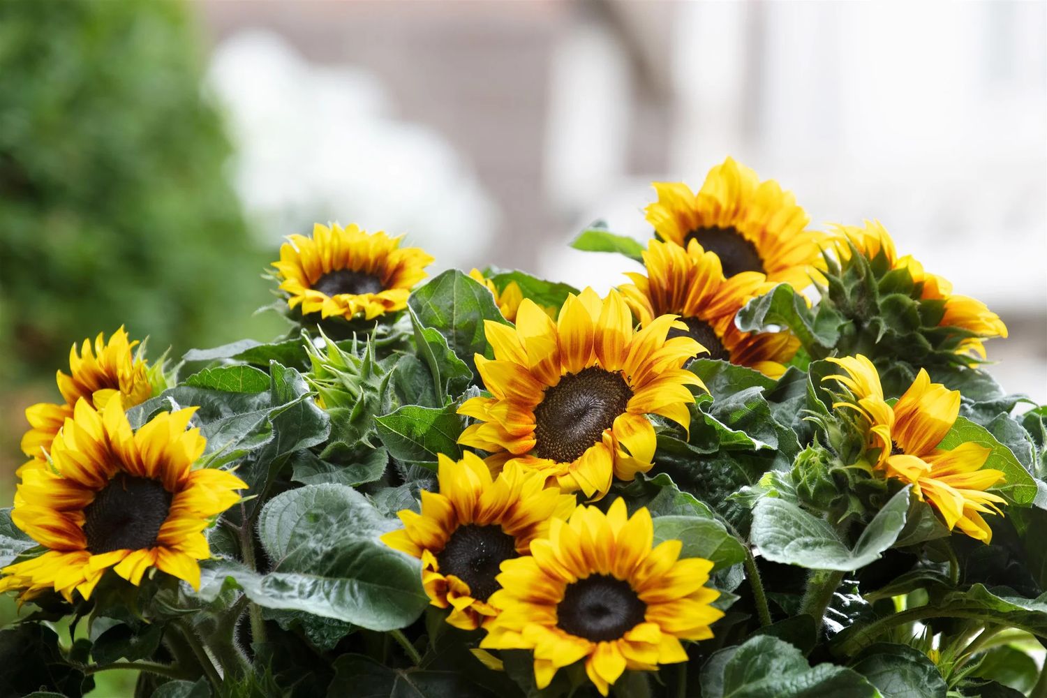 Sunflower Solsation 'Flame' 1 gal