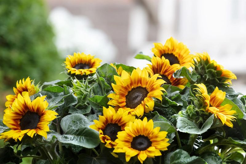 Sunflower Solsation 'Flame' 1 gal