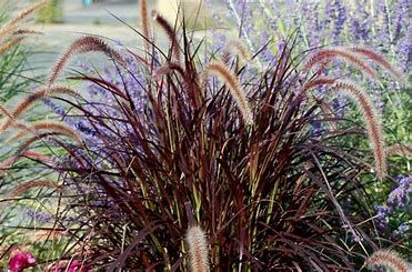 Annual Grass: Purple Fountain  10"