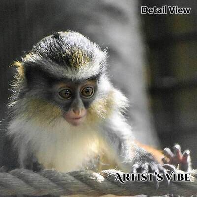 Tightrope Guenon Monkey Photo