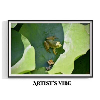 Leaf Frog Photo