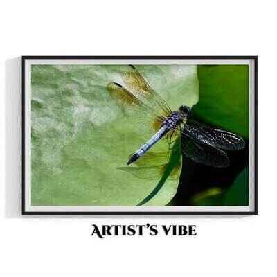 Spangled Skimmer Dragonfly Photo
