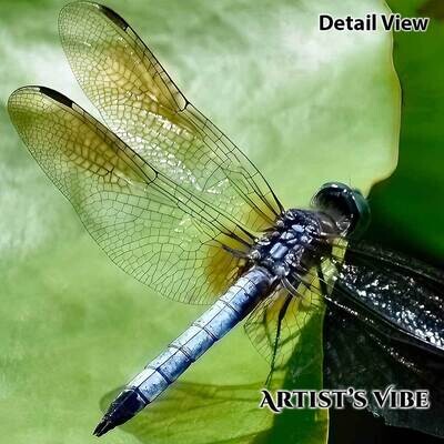 Spangled Skimmer Dragonfly Photo