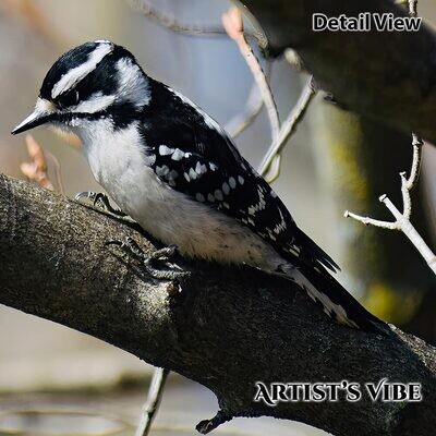 Downey Woodpecker Photo