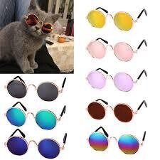 Cat sunglasses