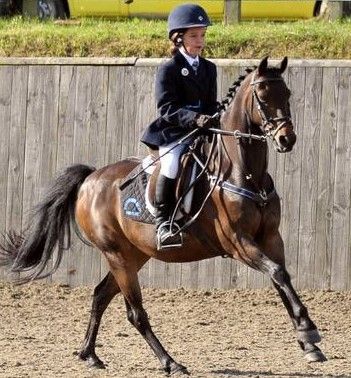 Equine Tags