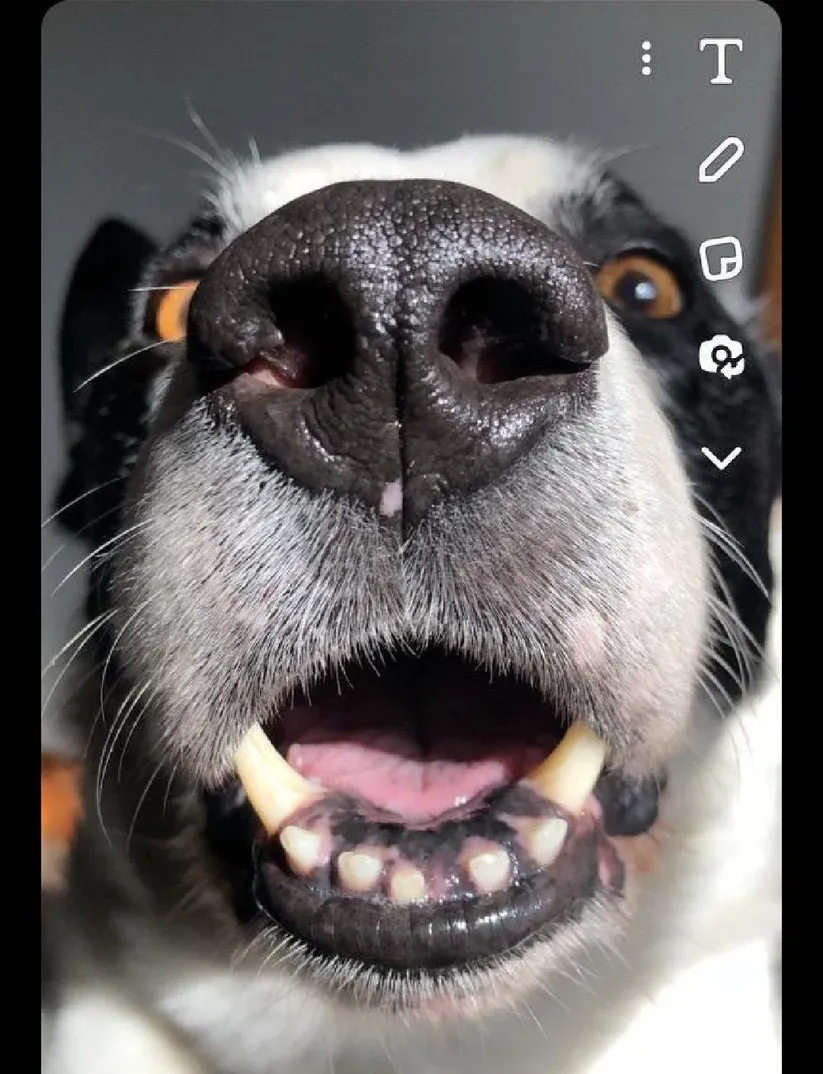 This Nose belongs to.. Personalised