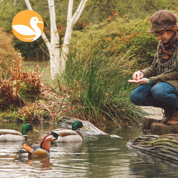 Ducky Dips floating duck & swan food