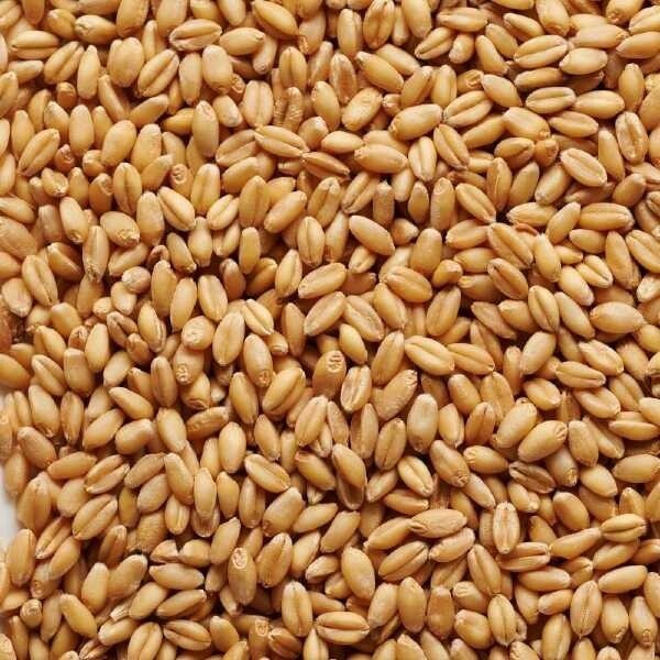 Raw Wheat - Joe White per 1kg