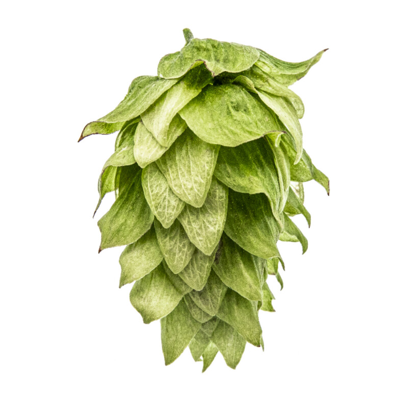 Chinook hops