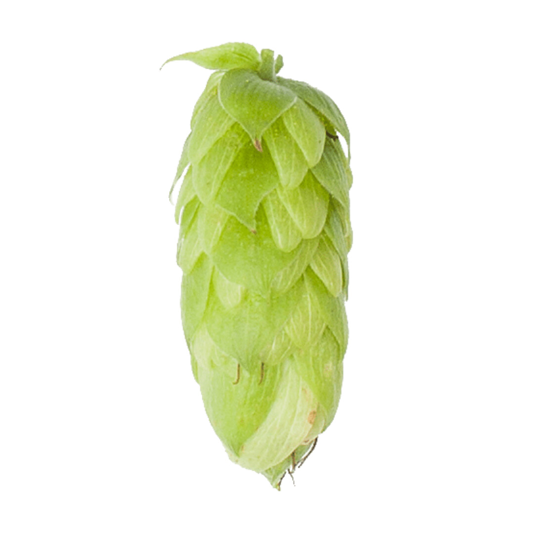 Perle T90 6.8% AA Hop Pellets - Various Sizes