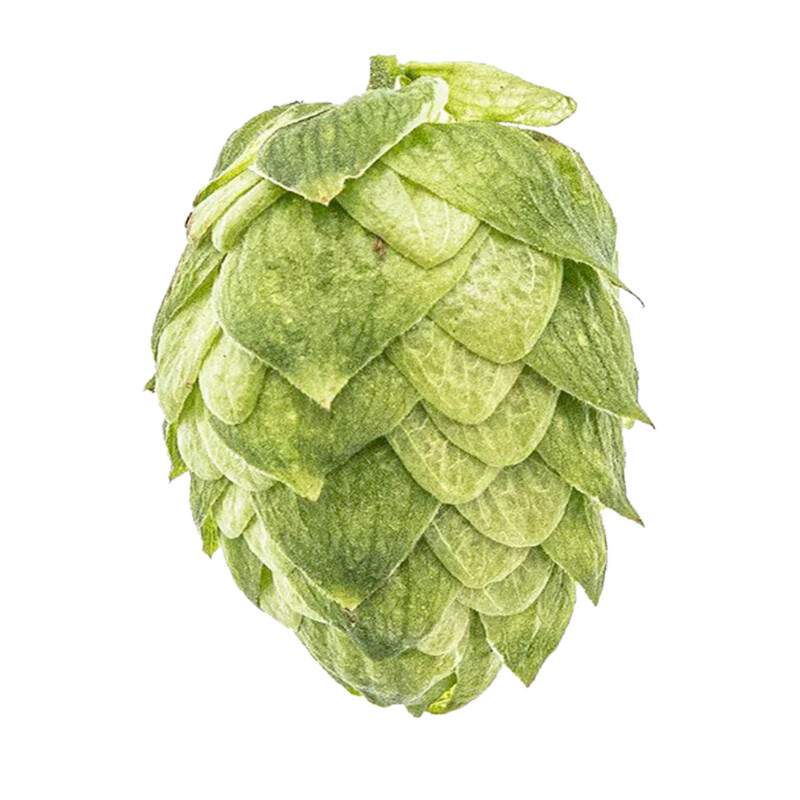 Northern Brewer T90 5.5% AA Hop Pellets - Various Sizes