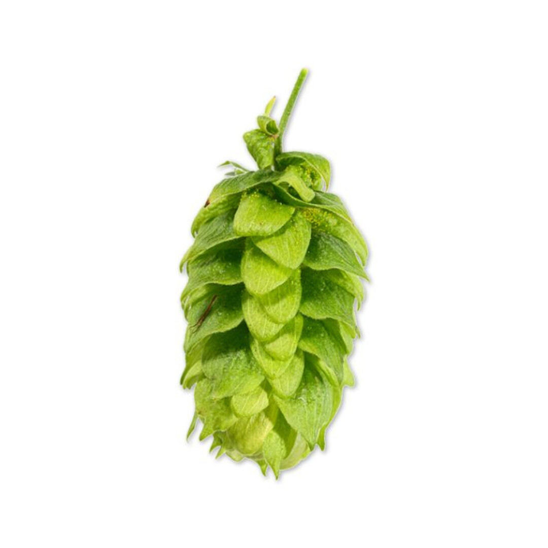 Spalt Select T90 2.7% AA Hop Pellets - Various Sizes