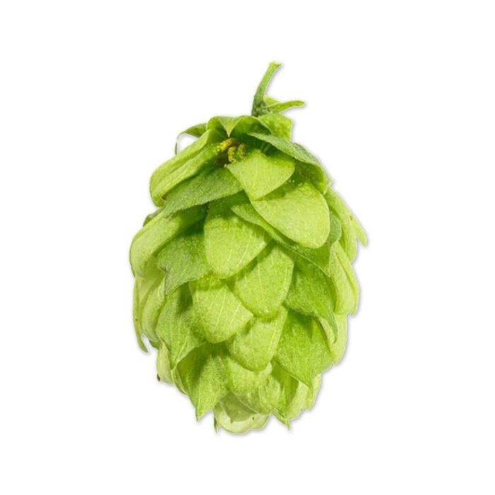 Styrian Golding T90 3.5% AA Hop Pellets - Various Sizes