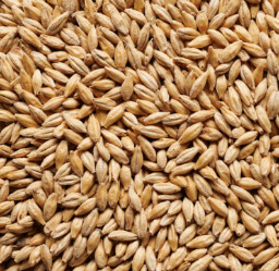 Distillers Pale Malt - Barrett Burston 25kg