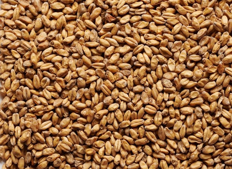 Wheat Malt - Coopers Maltings per 25kg