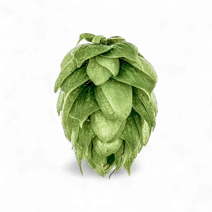 Saaz T90 3.6% AA Hop Pellets - Various Sizes