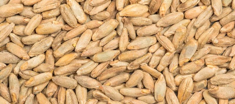 Rye Malt - Bestmalz 25kg
