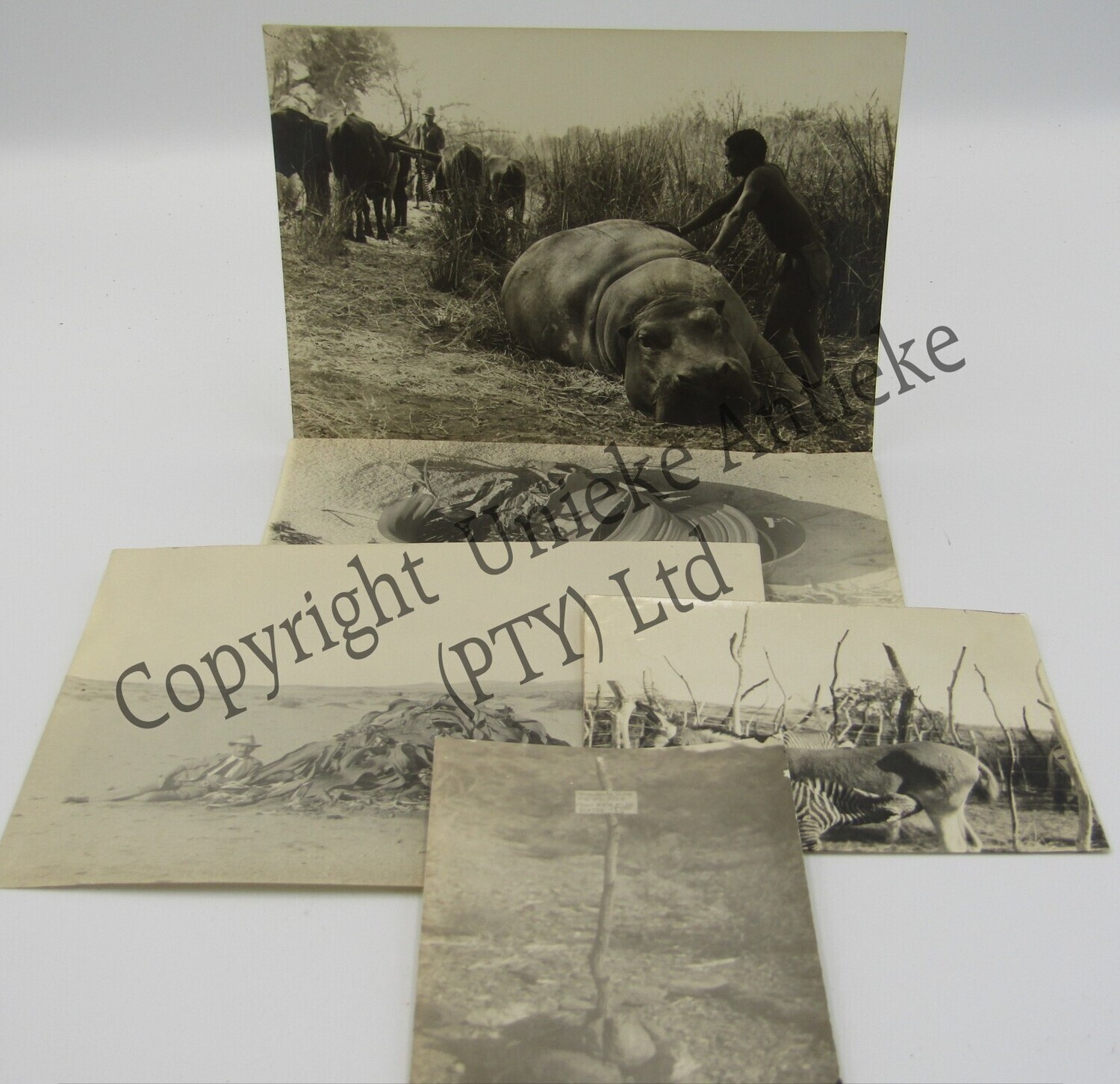 Lot of 5 South West Africa photos - early 1900&#39;s