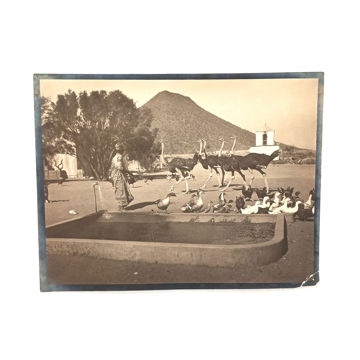 Erich Staebe Omaruru photo of a scene on the farm Okongava at Karibib -early 1900&#39;s