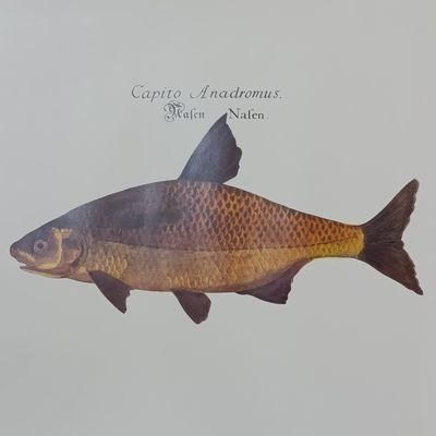 Lot of 3 fish posters - 61.5cm x 61.5cm