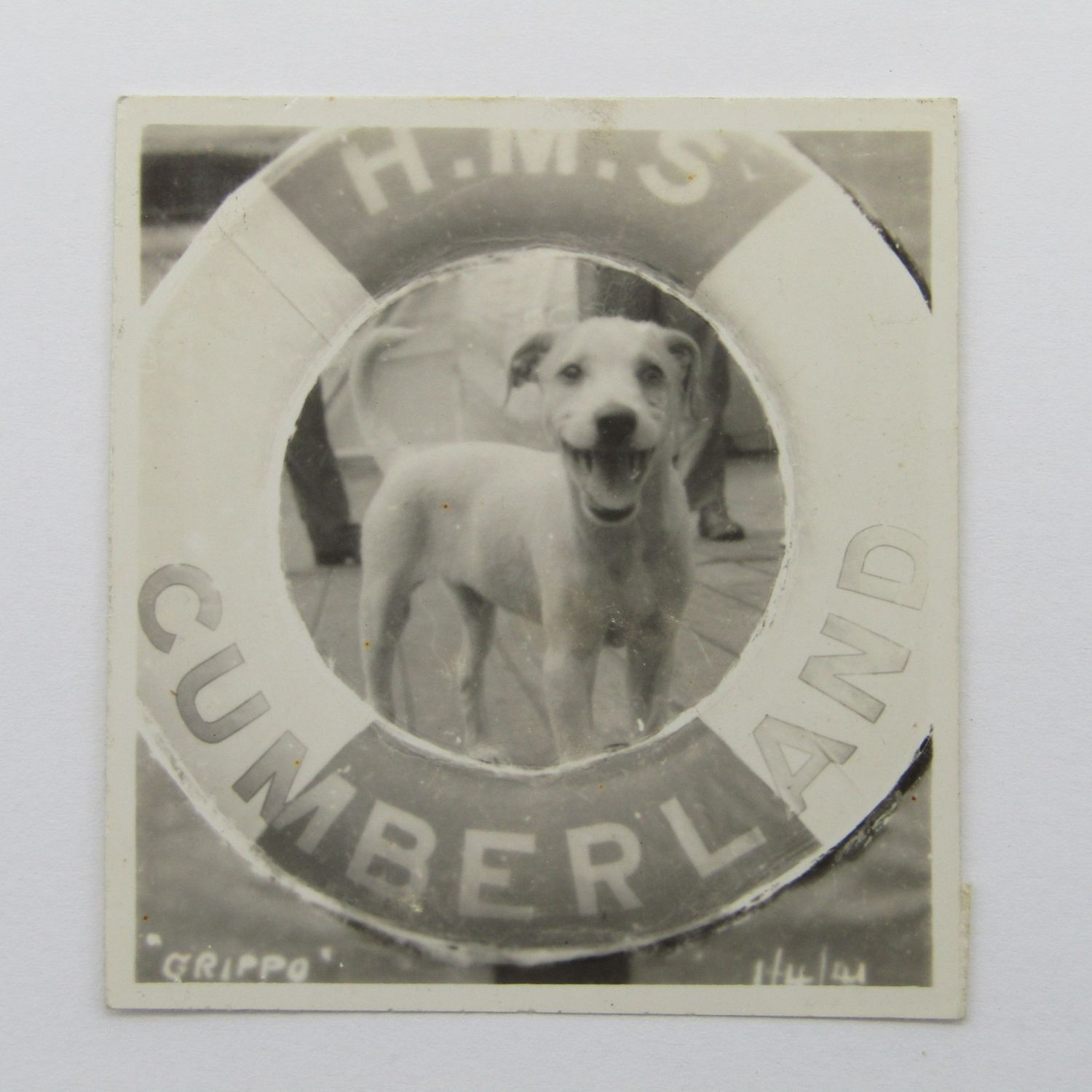 Photo of dog on the HMS Cumberland &quot;Grippo&quot;