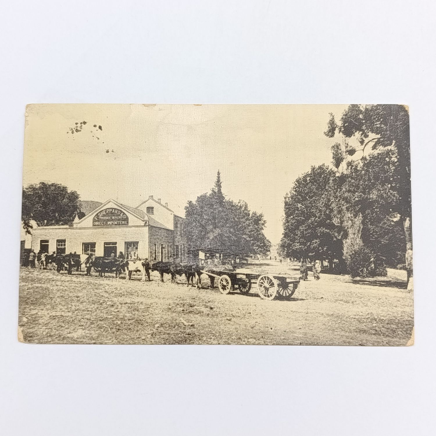 1911 postcard Seymour to Cathcart - Ciskei forerunner - Picture of F Sheppard &amp; Co&#39;s shop