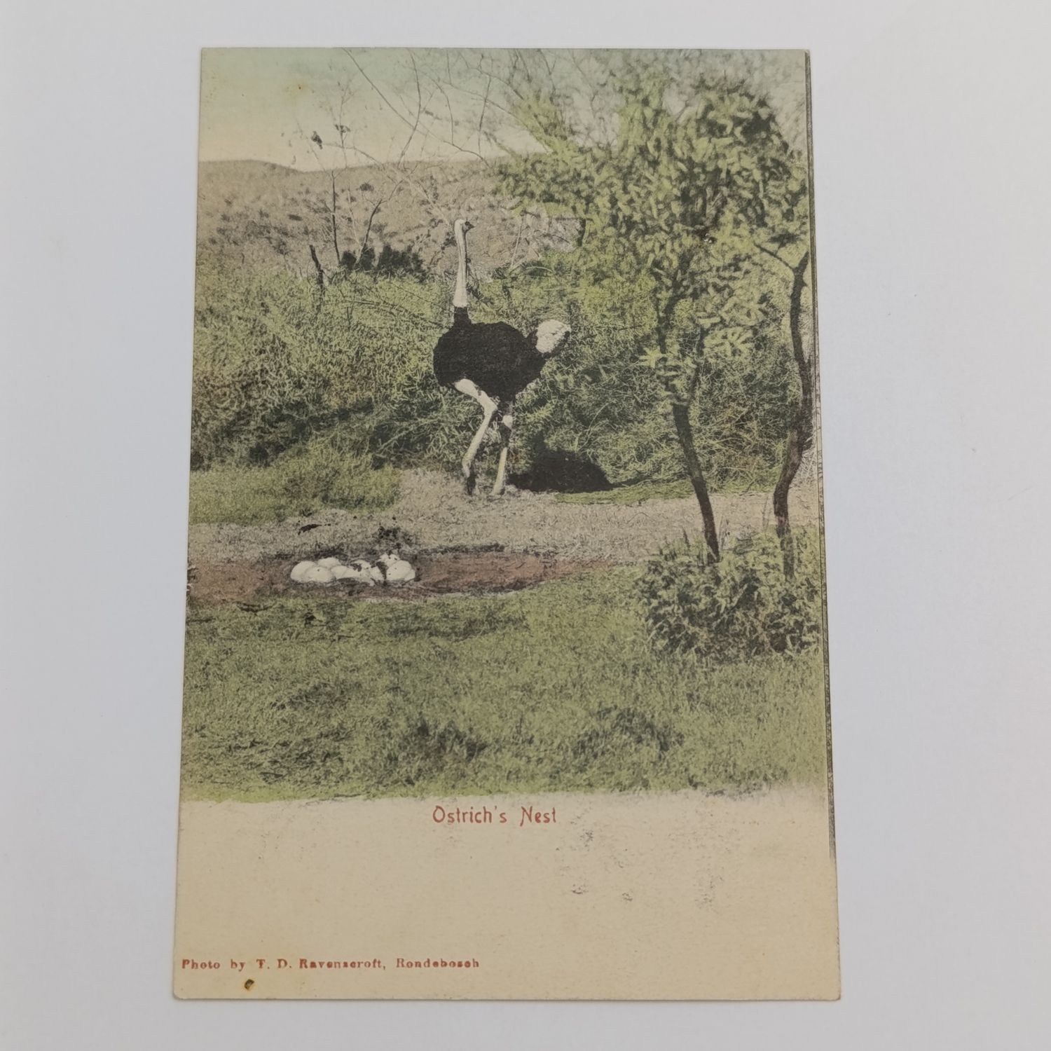 1905 postcard from Kenilworth, Cape through Wynberg to KalkBay - picture of Ostrich